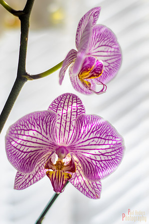 Orchid Creature