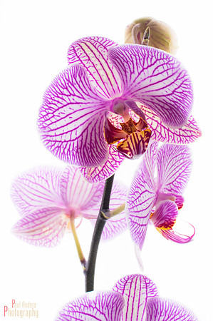 Orchid Creature