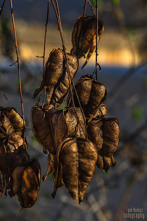 Golden Rain In The Golden Hour
