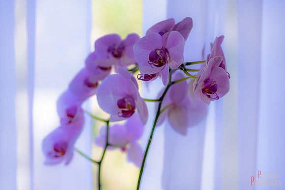 Orchid Creatures