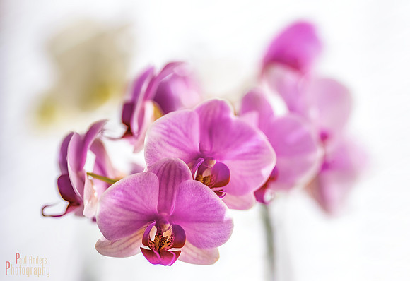 Orchid Creatures