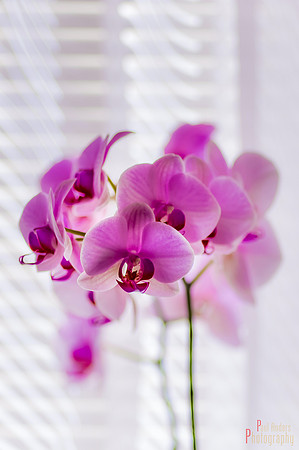 Orchid Creatures