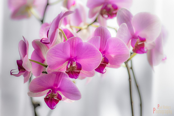 Orchid Creatures