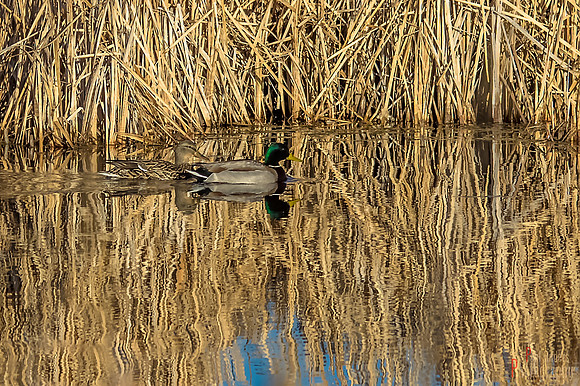 Monte Vista Pond