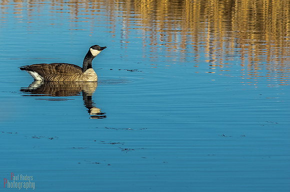 Monte Vista Pond