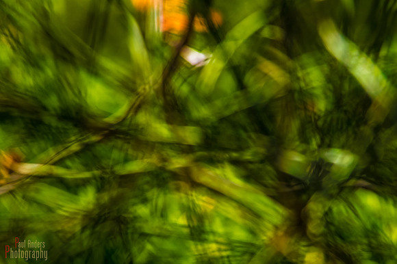Bokeh Rising