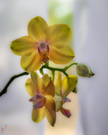 Brand New Yeller Orchids