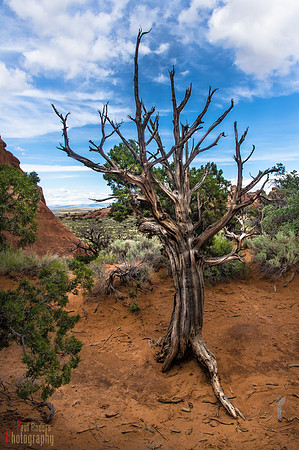 Juniper at Arches