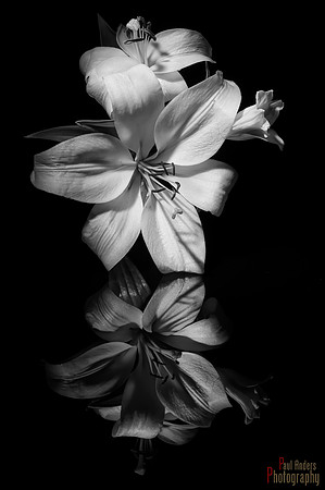 Lily On Acrylic