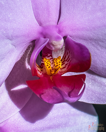 Orchid Creature Up Close
