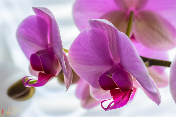 Orchid Creature