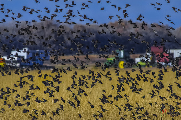 Female Red-winged Blackbirds Playing in the Fields