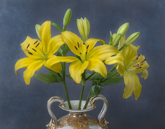 Lily