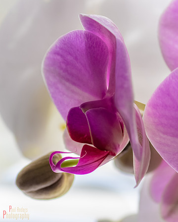 Orchid Creature