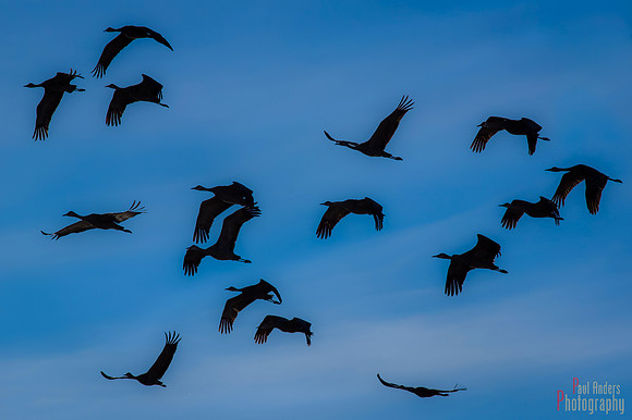 Sandhill Silhouette