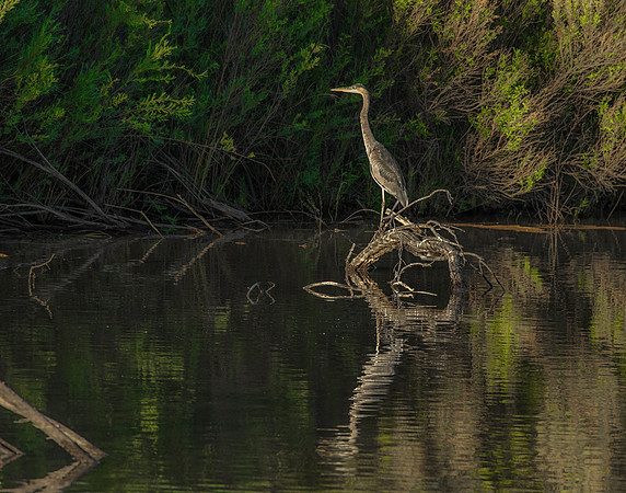 Waiting for That Fish