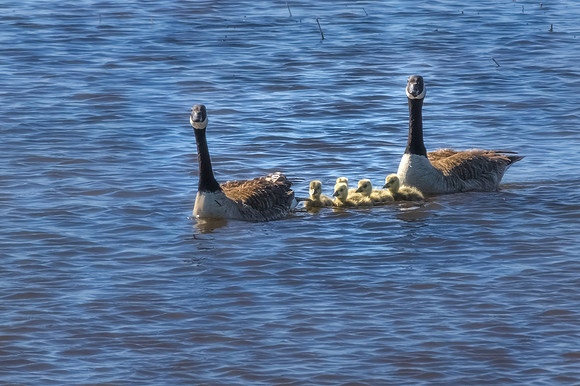 Family Outing.  Springtime at the Bosque.