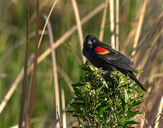 Red-winged Blackbird.