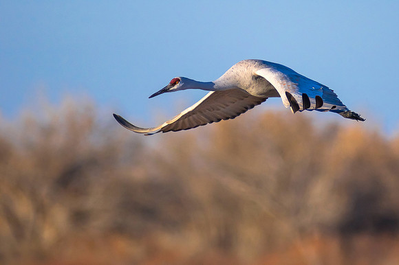 A Study in Flight 1