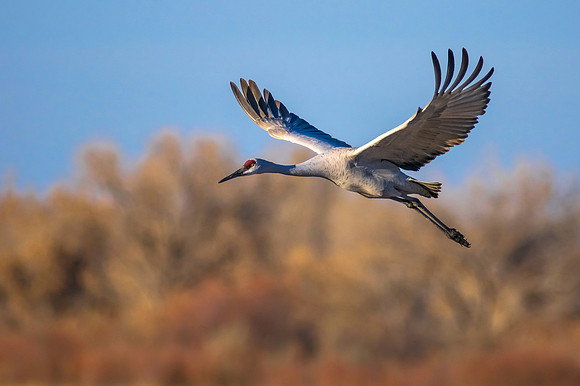 A Study in Flight 2