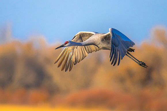 A Study in Flight 3
