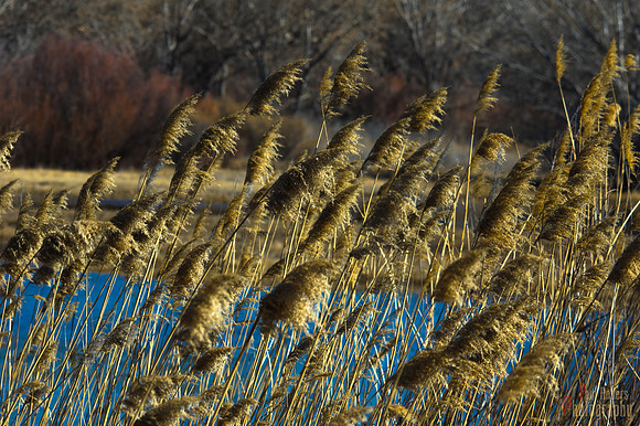 Cat Tails