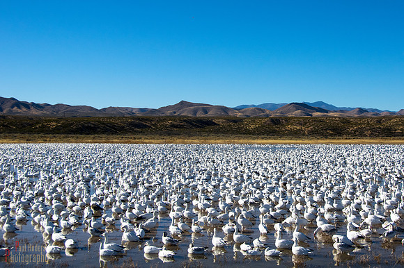 Snow Geese
