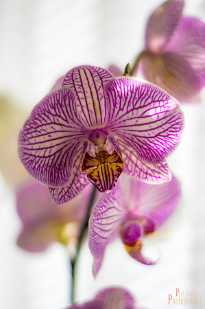 Orchid Creature
