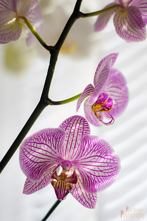 Orchid Creature