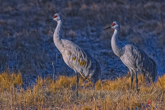 Mom and Dad Watching Over the Youngster
