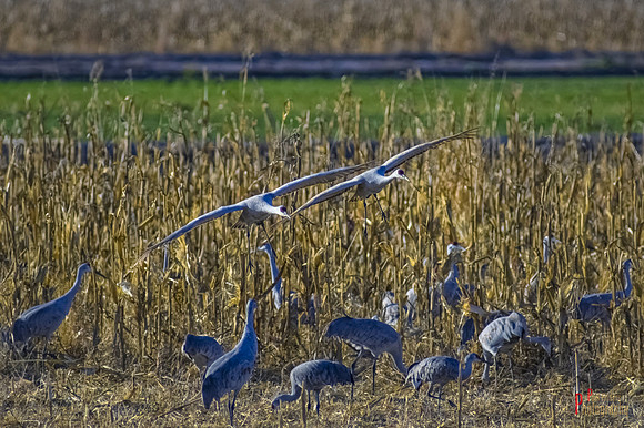Final Approach in Formation