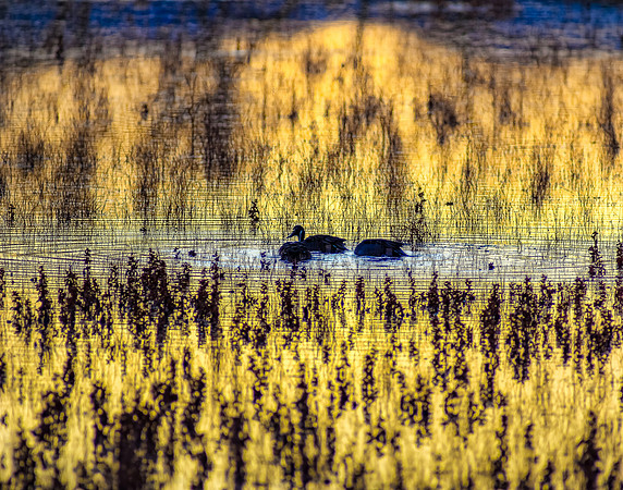 Golden Pond