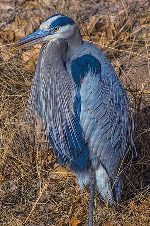 Proud Heron