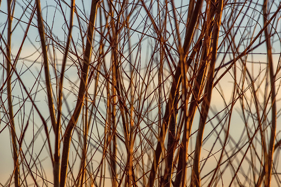 Sticks