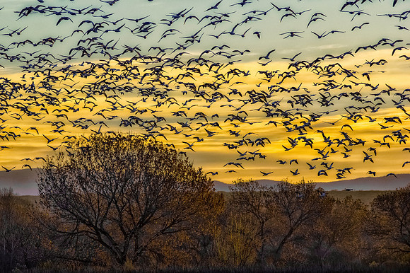 Bosque Dawn