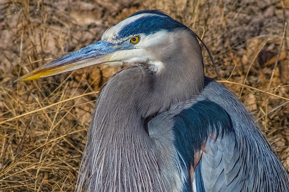 Heron Up Close