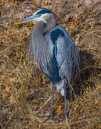 Proud Heron