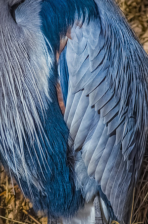 Heron Detail