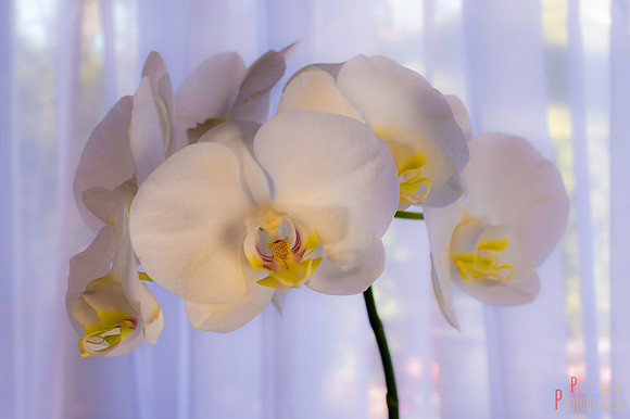 Orchid Creature