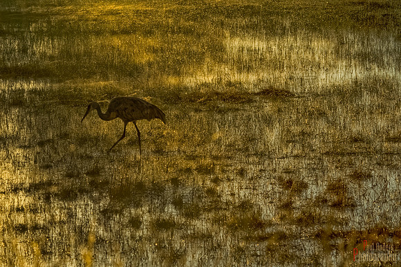 Crane in the Marsh-Bosque del Apache NWR