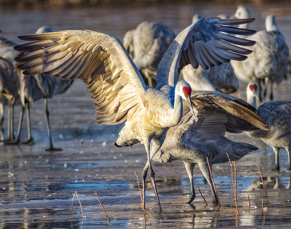 Morning Dance