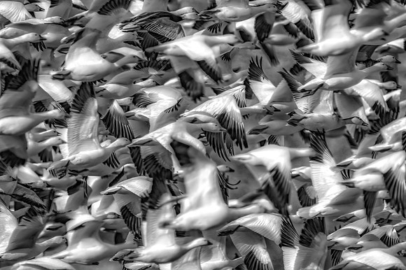 Commotion