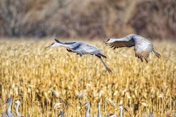 Landing
