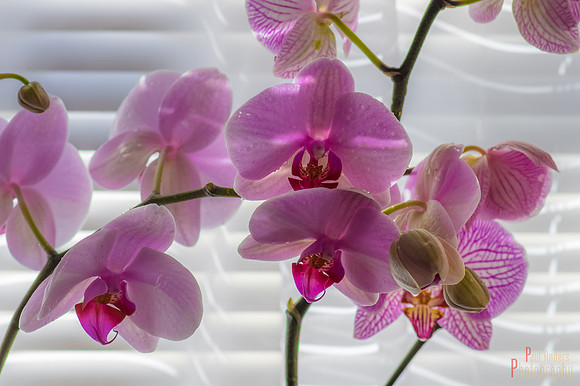Orchid Creatures