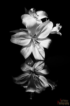 Lily On Acrylic