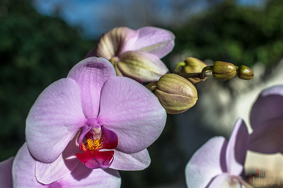 Orchid Creatures Outside