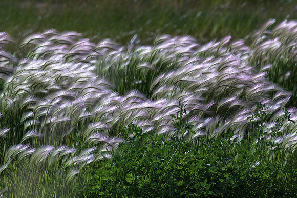 Feather Grass