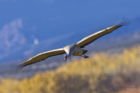 The Glide