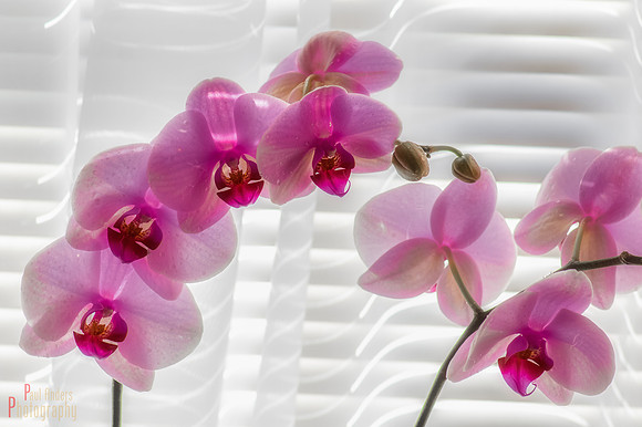 Orchid Creatures