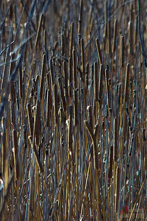 Cat Tails